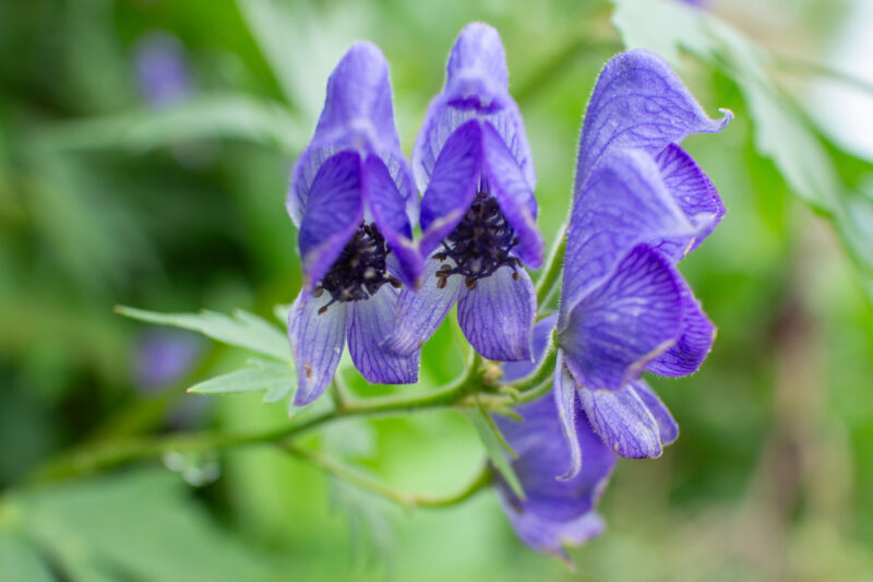 aconite flower